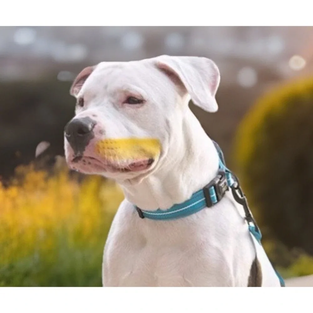 Dog/Pet Collar, Adjustable Quick Release‎ - 10